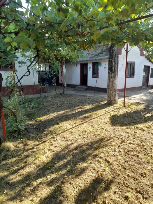 Casa in Tarnova, jud. Arad - 741mp - Gradina