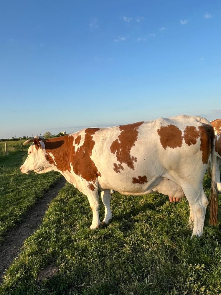 Vand vaca baltata romaneasca pentru abator