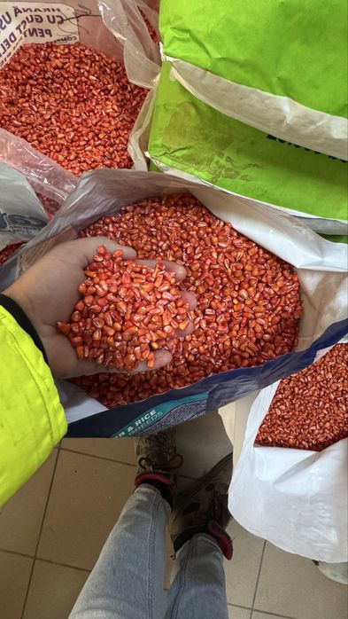 Seminte de Porumb Olt Tratat