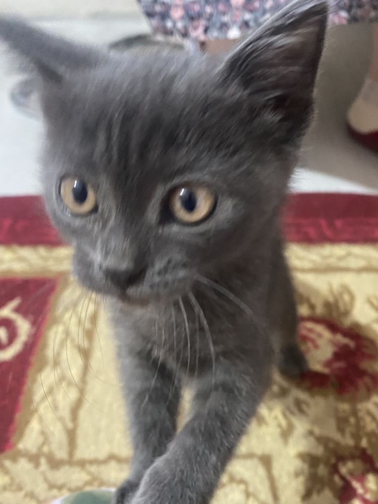Котенок британский в добрее руки