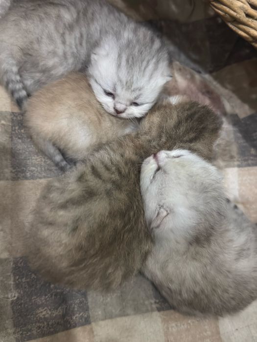 котята скоттиш фолд