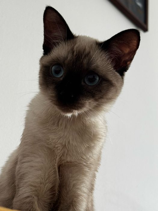 Pisica Siameza De adoptat