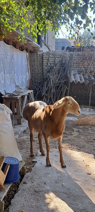 Arashan paroda qochqor