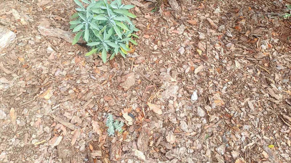 Мулч от борова дървесина и кори