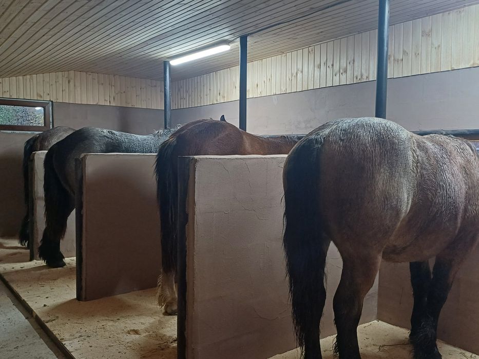 Manji / armasari 4 bucati