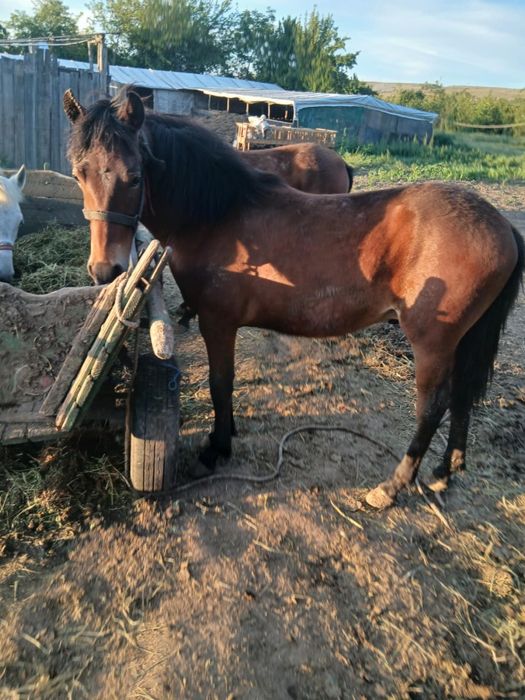 De vânzare harmăsar de 7 luni