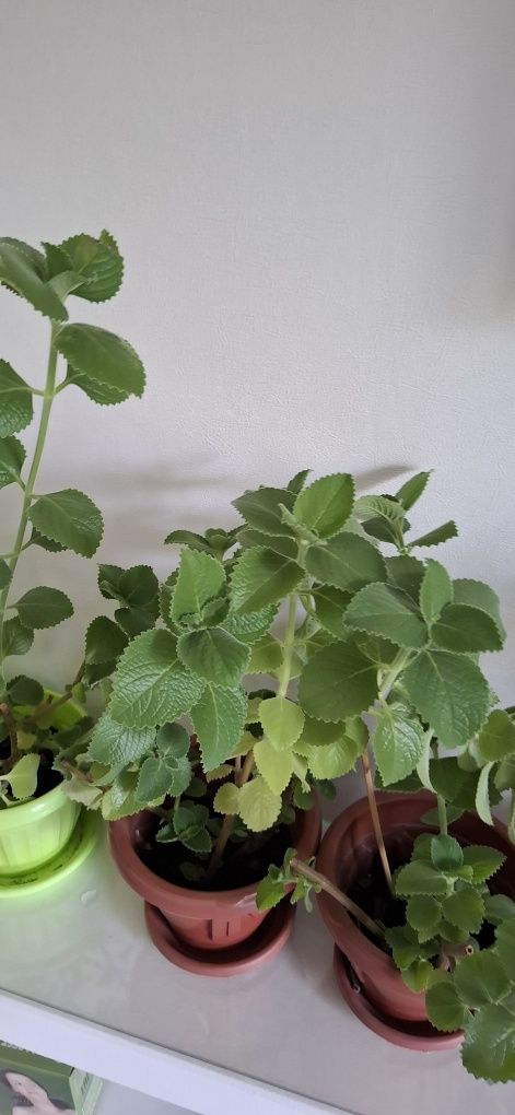 Продам цветы комнатные