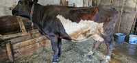Vind vacă băltată romanească 4 ani