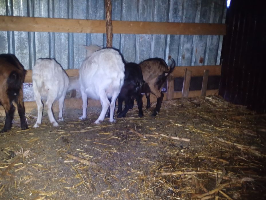 Vând 5 capre gestante