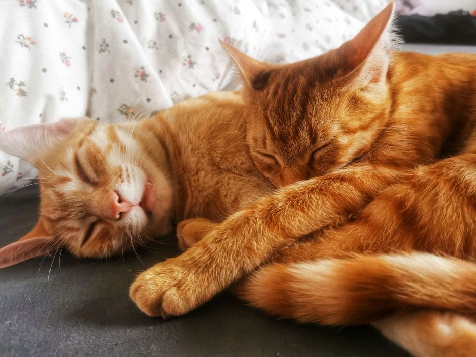 Pet Sitter /dog walker Medias (bonă pt animale)