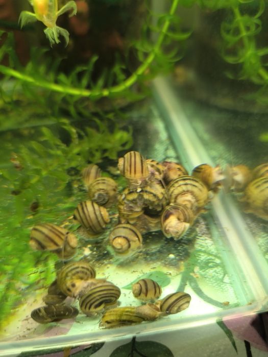 Продам улиток спикси и растение элодея