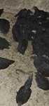 Pui australorp ,” austrolop