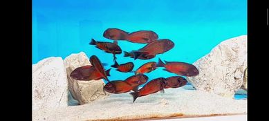 Рибки Африкански цихлиди, Tropheus Red Moliro