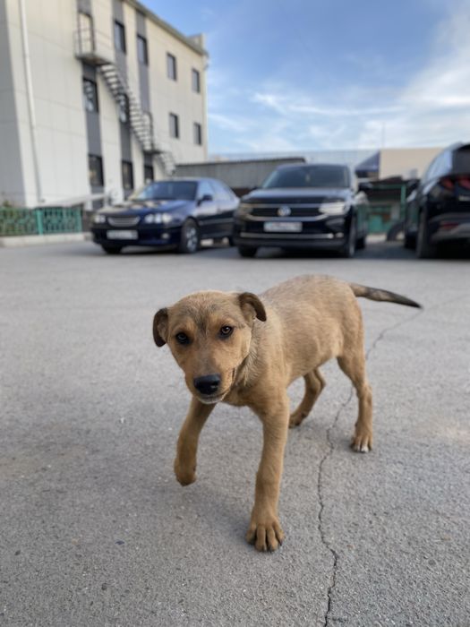 Два братика ищут хозяев!