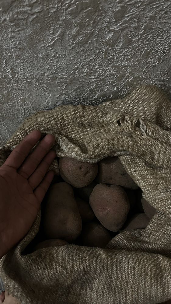 Продам картошку красная и обычная