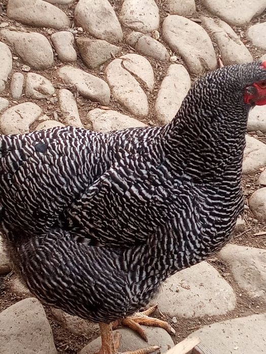 oua gaina rasa plymouth rock barat