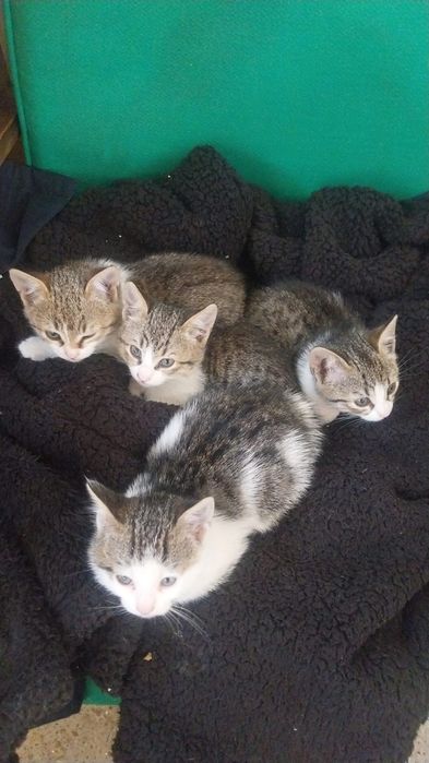 Pisicuti pentru adopție