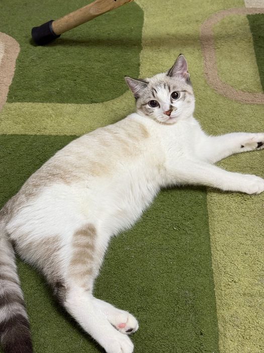 Отдам в добрые руки котика