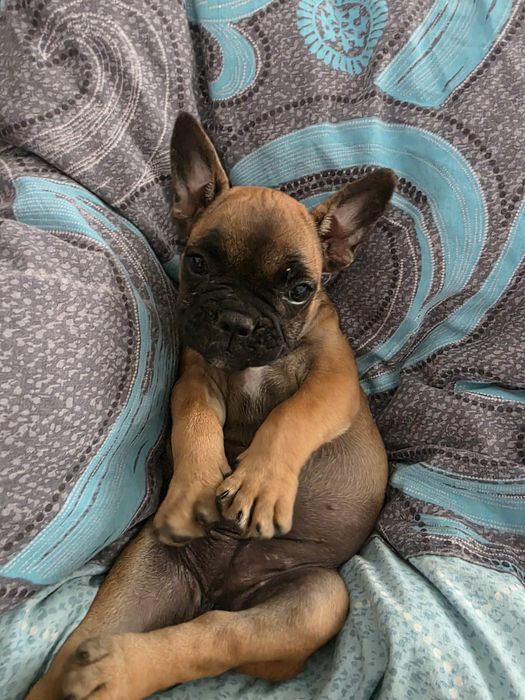 Catelusa bulldog francez
