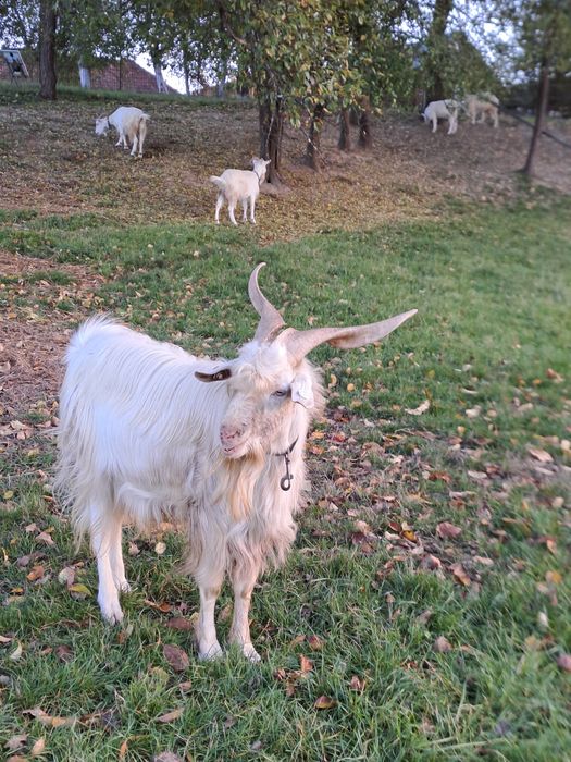 Vând 4 capre tinere, gestante