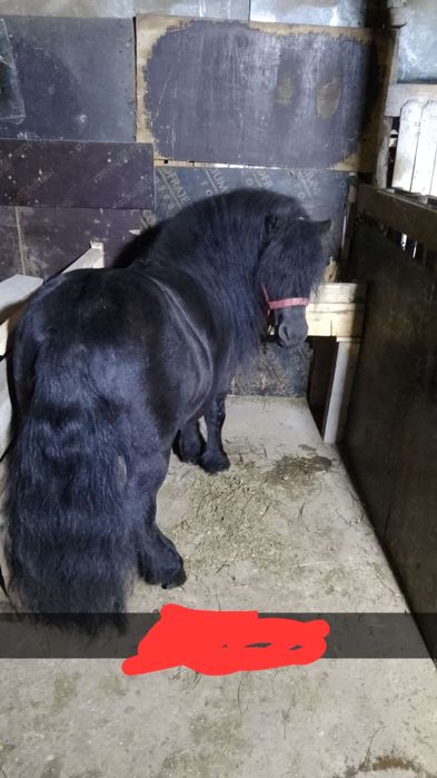 Ponei armasar de vanzare