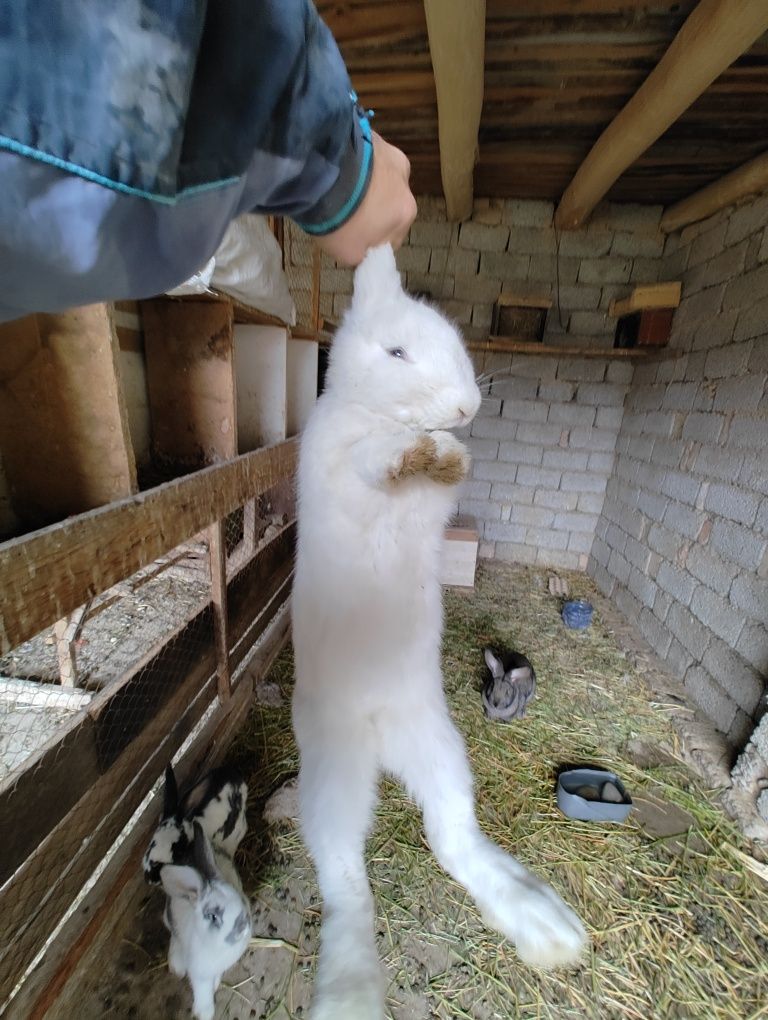 Куёнлар Flander Velekan quyonlari