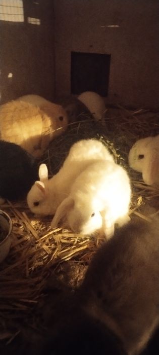 Karlik bolalalar sotiladi 40 kulik