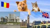 Transport caini si pisici autorizat Anglia