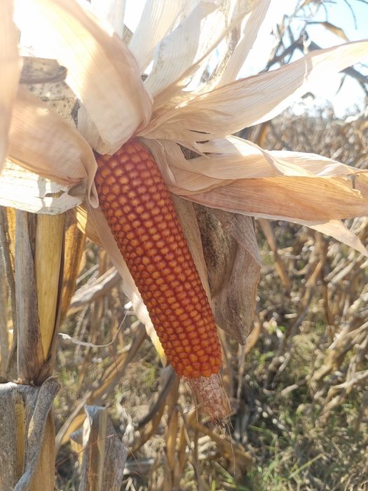 Porumb porumbei gritz columbofili