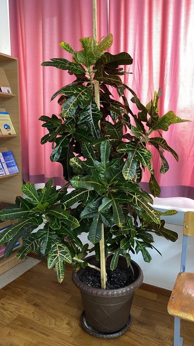 170см 120 см гүл құлпырып тұр