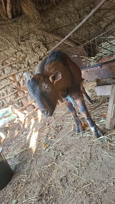 Vând țap alpin francez