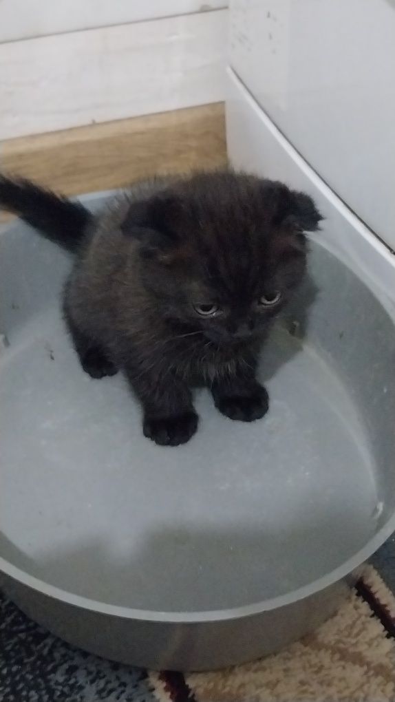 Британские котята