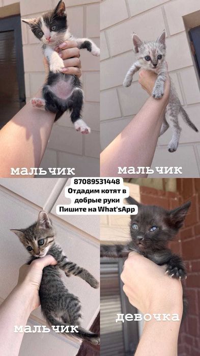 Отдадим котят в добрые руки