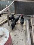 Cocosi australorp