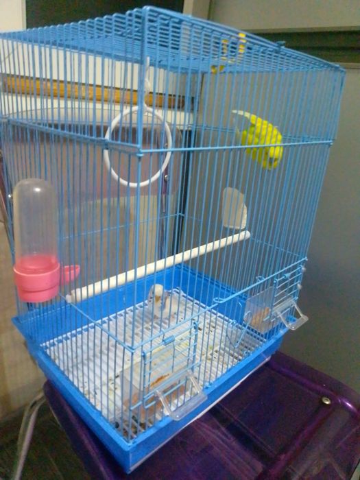 Продается 2 попугая