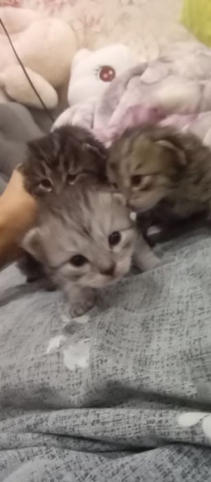 Шишила котята маленькие красивые