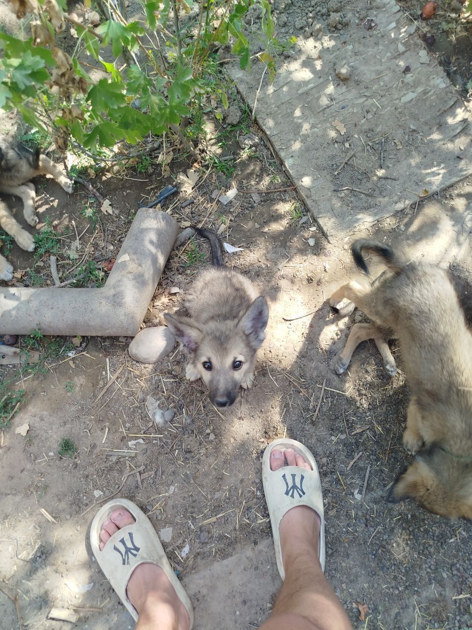 Отдам щенят бесплатно