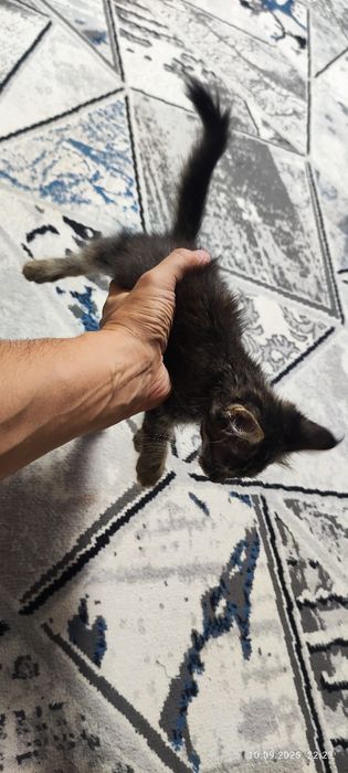 Котёнок в хорошые руки