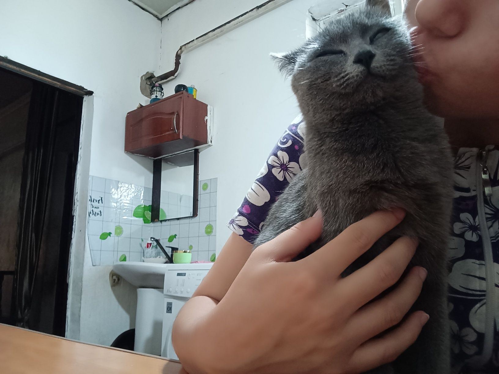 Кошка-мать со своими 3-месячными котятами