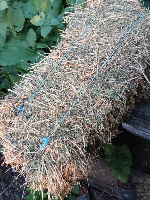 Baloti lucerna coasa2si3