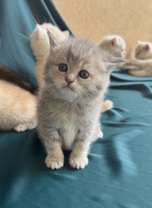 Продаются котята Шиншила чистой породы