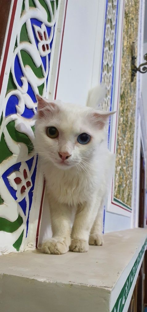 Mushuk jinsi urg'ochi