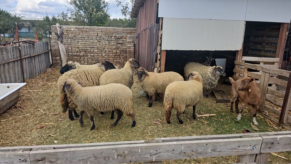 Oi de vanzare, tinere, prima fatare!3 oi si 4 mei