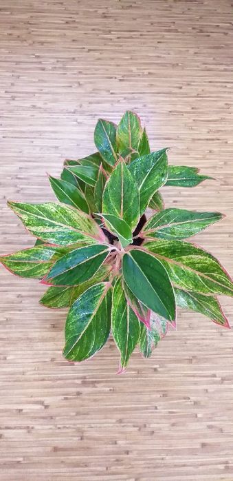 Аглаонема молодые кустики