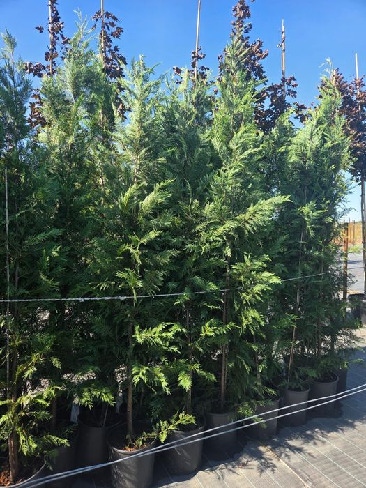 Tuia leylandy .pon pon.mesteacan