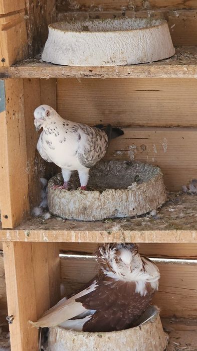 Vând porumbeii voiajori culori rare