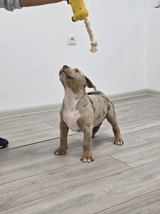 Американско були Хл /American bully XL