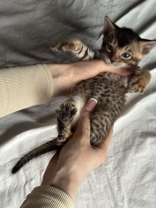 абиссинские котята