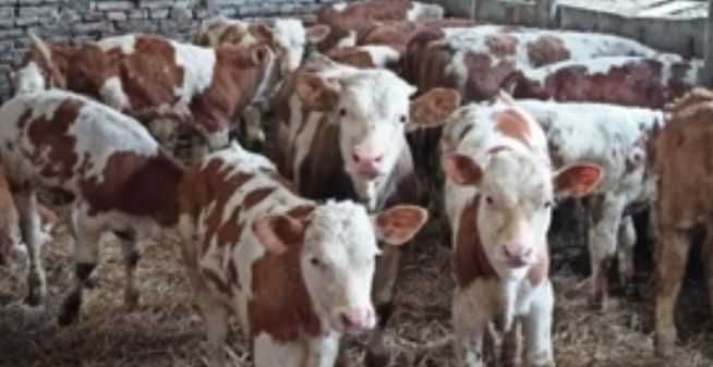 Aduc viței bălțată românească doar pe comandă