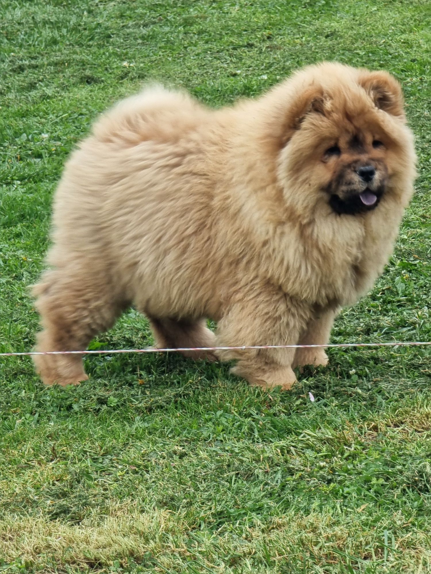 Chow chow cu pedigree